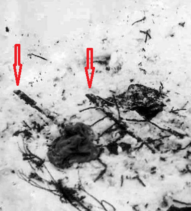 Dyatlov Pass: The flooring Dyatlov Pass: The flooring