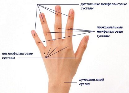 Hand joints Hand joints